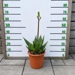 Aloe maculata (Aloe saponaria) – výška 50–60 cm, ⌀ 20–30 cm, kont. C6L